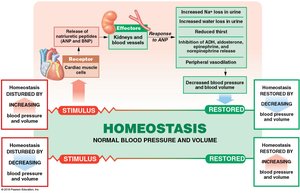Hormonal regulation of blood pressure and blood volume (Part 1 of 2)