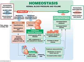 Cardiovascular responses to blood loss