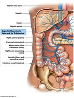 The hepatic portal system