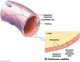 Continuous capillary structure