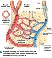 Organization of a capillary bed