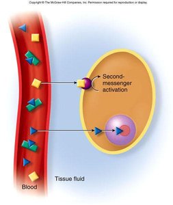 Comparison of lipid-soluble and water-soluble hormone action