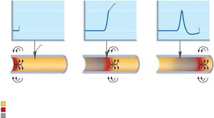 Propagation of an action potential along an axon