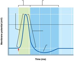 Absolute and relative refractory periods in an action potential