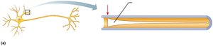 Voltage decay in bare plasma membrane