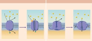 Operation of gated ion channels