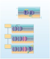 Resting membrane potential and ion distribution