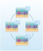 Phases of the action potential
