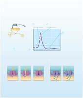 Graph of action potential and ion channel states