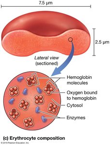 Erythrocyte structure and hemoglobin composition