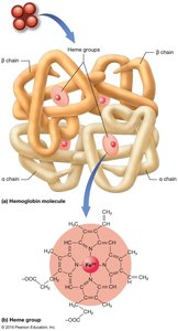 Hemoglobin molecule and heme group
