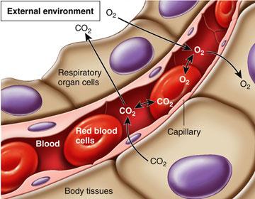 Gas exchange between blood and tissues