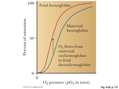 Oxygen saturation curves for fetal and maternal hemoglobin