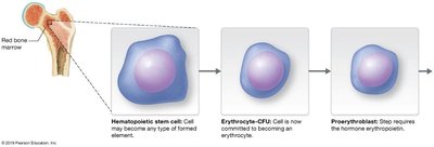 Stages of erythropoiesis