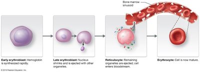Erythropoietin (EPO) role in erythropoiesis