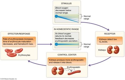 Negative feedback loop for erythropoiesis