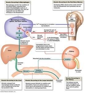 Erythrocyte turnover and recycling