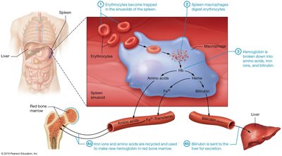 Erythrocyte breakdown in spleen and liver