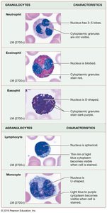 Leukocyte types and characteristics