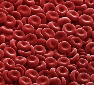 Red blood cells in a blood vessel