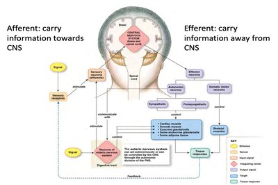 Afferent and efferent pathways