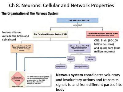 Organization of the nervous system