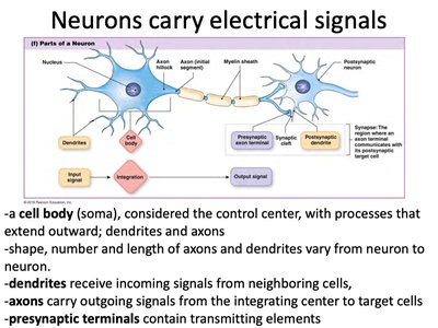 Parts of a neuron