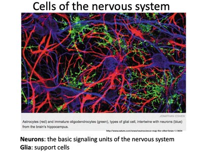 Glial cells in the nervous system