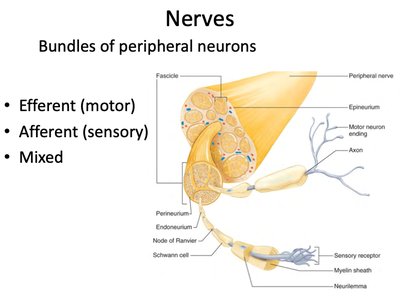 Structure of a peripheral nerve