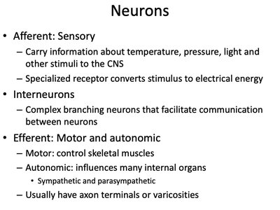 Functional categories of neurons