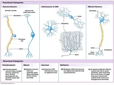 Structural categories of neurons