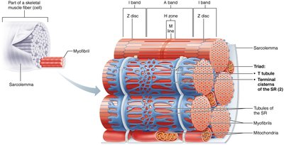 Triad relationships in skeletal muscle