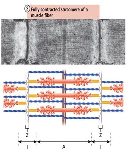 Fully relaxed sarcomere