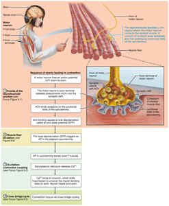 Fully contracted sarcomere