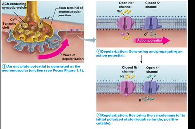 Sequence of events leading to muscle contraction