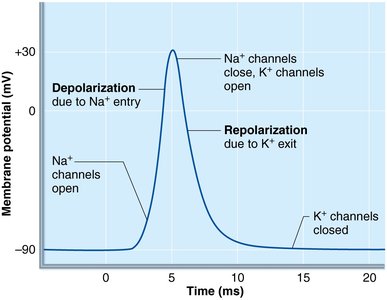 Recording of an action potential in a muscle fiber