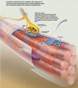 Excitation-Contraction Coupling