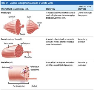 Structure and Organizational Levels of Skeletal Muscle