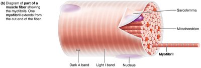 Diagram of part of a muscle fiber showing myofibrils