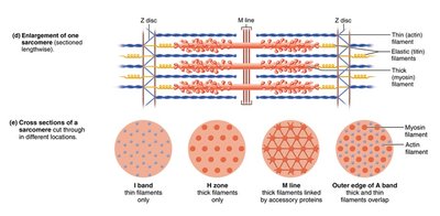 Enlargement of a sarcomere and cross sections