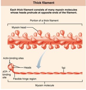 Thick filament structure