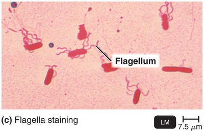 Flagella staining
