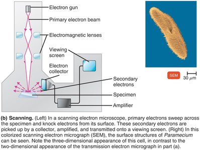 Scanning electron microscopy diagram and image