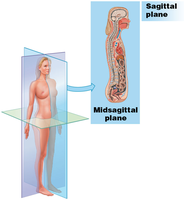 Sagittal plane