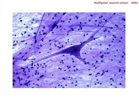 Microscopic anatomy: neuron smear