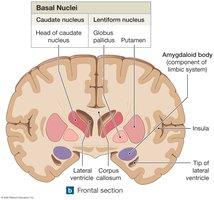 Anatomy & Physiology Nervous System Study Guide | Notes