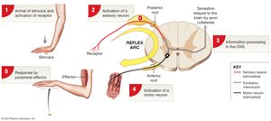 Anatomy & Physiology Nervous System Study Guide | Notes