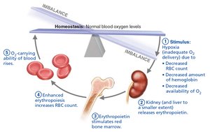 Erythropoietin mechanism for regulating erythropoiesis