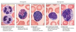 Agranulocytes: lymphocytes, monocytes