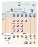 Leukocyte formation